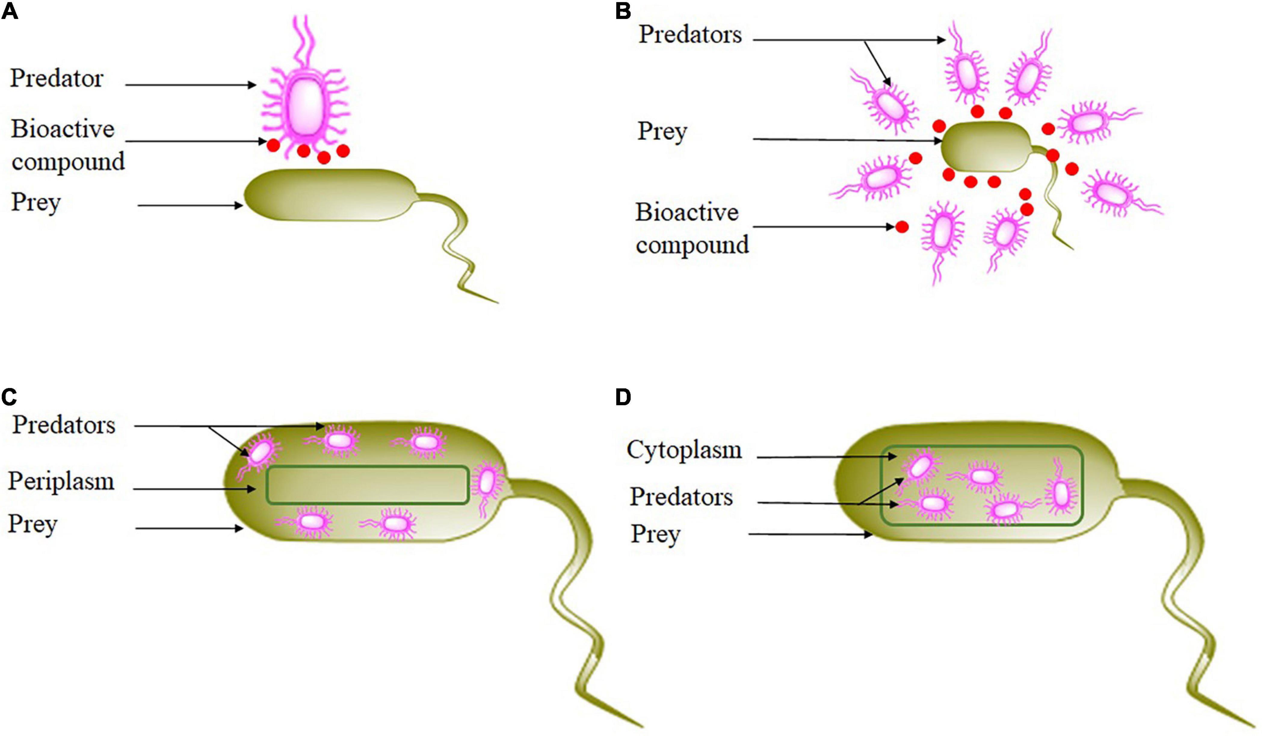 The potential of facultative predatory Actinomycetota spp. and prospects in agricultural sustainability